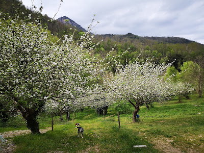 Gîtes et camping La Pomarede à Serralongue