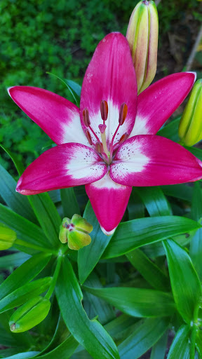 Discount Store «Ocean State Job Lot», reviews and photos, 16 Klarides Village Dr, Seymour, CT 06483, USA