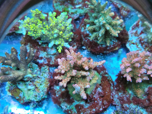 Tropical Fish Store «Shipwreck Cove Custom Aquariums», reviews and photos, 215 S El Camino Real, Encinitas, CA 92024, USA