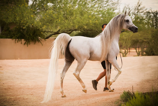 Amurath Arabians