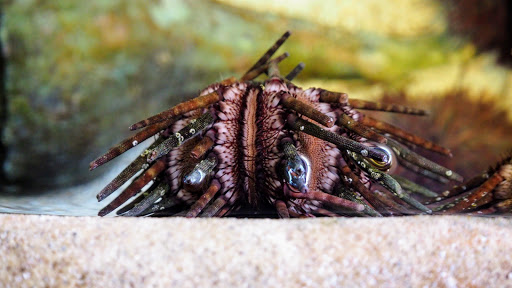 Aquarium «Mote Marine Laboratory & Aquarium», reviews and photos, 1600 Ken Thompson Pkwy, Sarasota, FL 34236, USA