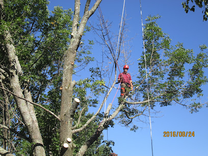 Lubrano Tree Care