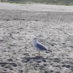 Photo n°6 de l'avis de Anna.i fait le 25/08/2023 à 17:02 sur le  Albarella Hotel Capo Nord à Rosolina