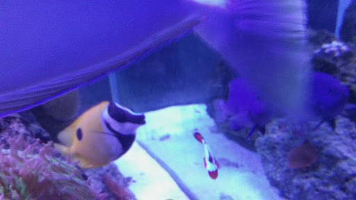 Aquarium «Fish Collection Inc», reviews and photos, 1609 NE 163rd St, North Miami Beach, FL 33162, USA