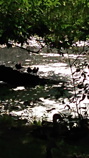 Park «Bass Lake Park», reviews and photos, 3450 Glenhurst Ave, Minneapolis, MN 55416, USA