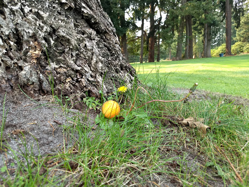 Golf Course «Meadow Park Golf Course», reviews and photos, 7108 Lakewood Dr W, Tacoma, WA 98467, USA
