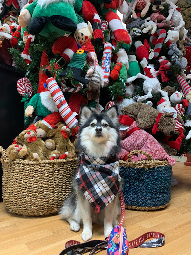 Pet Groomer «Animal House», reviews and photos, 705 Asbury Ave, Ocean City, NJ 08226, USA