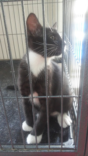 Pet Store «Southside Pet Shop», reviews and photos, 7031 Southside Dr, Louisville, KY 40214, USA