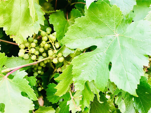 Winery «Bethany Vineyard & Winery», reviews and photos, 4115 NE 259th St, Ridgefield, WA 98642, USA