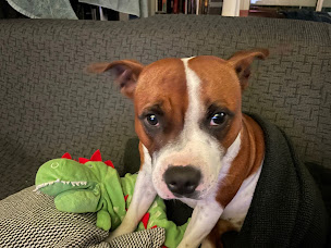 Photo n°9 de Urgence vétérinaire - clinique de garde - Vétérinaires 2 Toute Urgence Marseille à Marseille ()