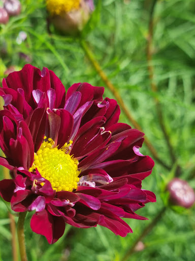 Earlsdon Allotments