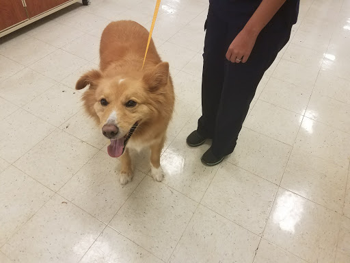 Pet Supply Store «PetSmart», reviews and photos, 2255 Pine Ridge Rd, Naples, FL 34109, USA