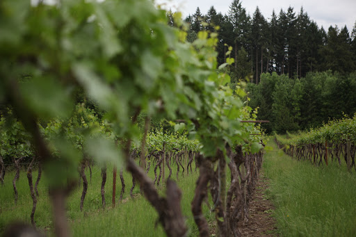 Vineyard «AlexEli Vineyard & Winery», reviews and photos, 35803 OR-213, Molalla, OR 97038, USA