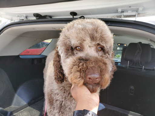 Pet Groomer «Dog House Grooming Shop», reviews and photos, 103 Mohawk Dr, Portsmouth, VA 23701, USA