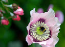 Altitude Veronique Valette Giverny