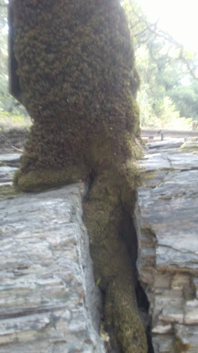 National Forest «Petrified Forest», reviews and photos