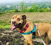 New Haven Dog Walker - Photo 8 - Car repair in , New Haven