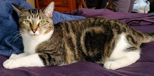 Pet Store «PetSmart», reviews and photos, 3152 Phoenix Center Dr, Washington, MO 63090, USA