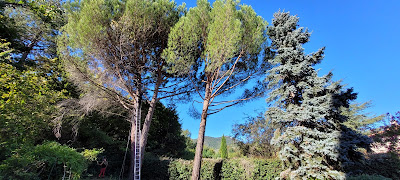 Au Nom de l'Arbre à Vaison-la-Romaine