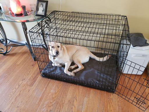 Gorilla Dog Beds