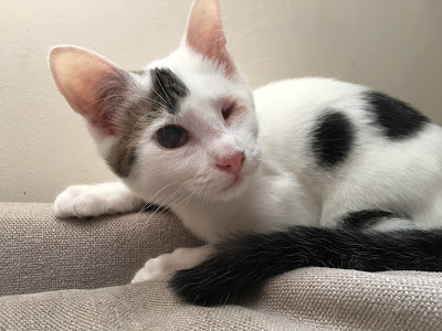 CLINIQUE VETERINAIRE DOCT. GEORGES BONAN SUR RENDEZ-VOUS à Beauvais