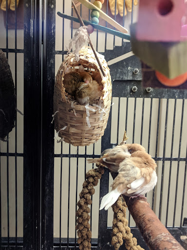 Pet Supply Store «PetSmart», reviews and photos, 19075 Interstate 45 S, Shenandoah, TX 77385, USA