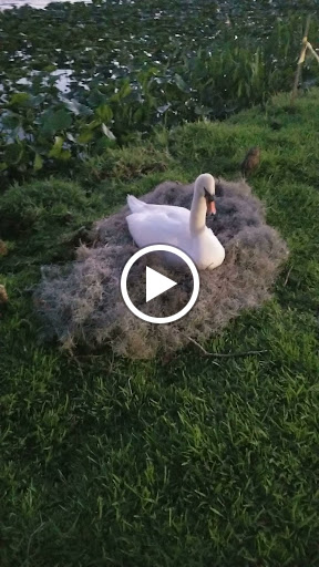 Tattoo Shop «Gaslight Tattoo Company», reviews and photos, 509 Florida Ave S, Lakeland, FL 33801, USA