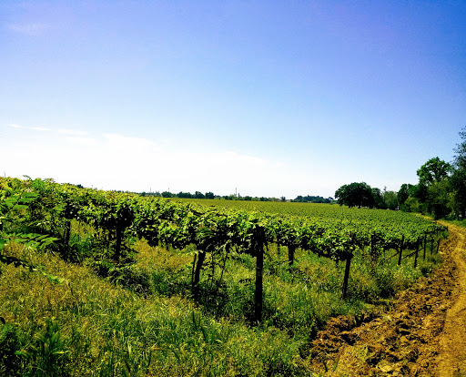 Produce Market «Clements Ridge Produce», reviews and photos, 23225 CA-88, Clements, CA 95227, USA