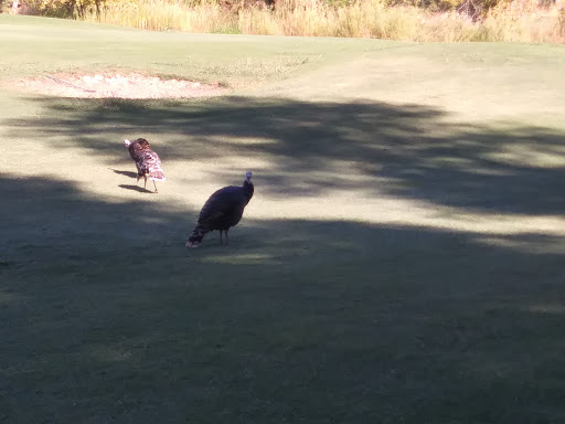 Golf Course «Campus Commons Golf Course», reviews and photos, 2 Cadillac Dr, Sacramento, CA 95825, USA