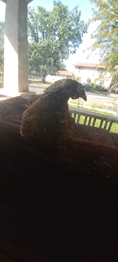 Grocery Store «Safeway», reviews and photos, 205 N 5th Ave, Yakima, WA 98902, USA