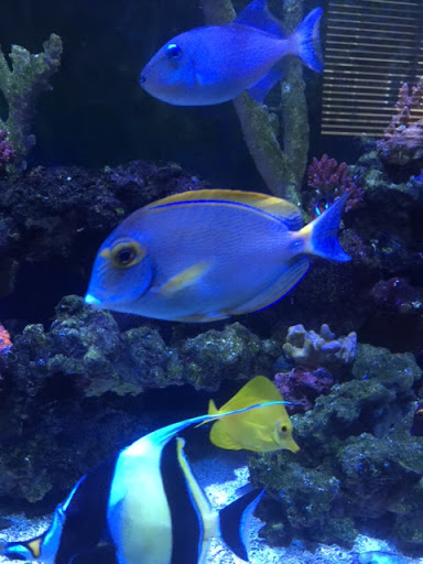 Tropical Fish Store «Tropical Pet Oasis», reviews and photos, 10218 Progress Ln, Parker, CO 80134, USA