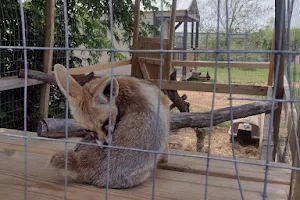 Nomads animal encounter image