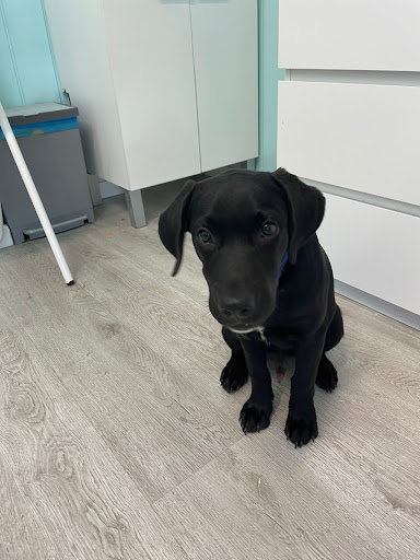 Centro Veterinario Fénix en Benalmádena