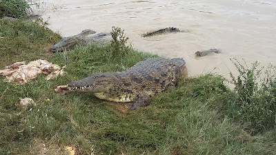 Photos of Gawie Crocs