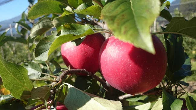 Obstbau Vetsch - Buchs