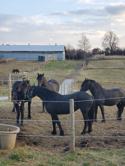 Royal Friesian Farm