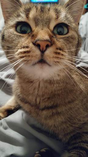 DeForest Veterinary Clinic image