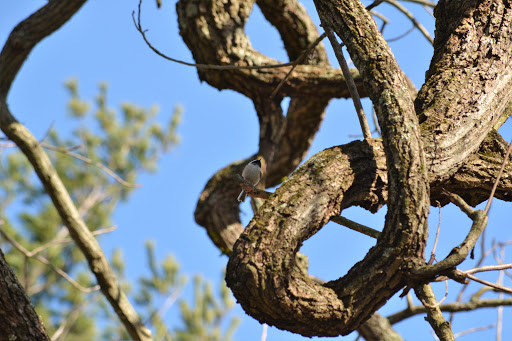 Museum «Ashland - The Henry Clay Estate», reviews and photos, 120 Sycamore Rd, Lexington, KY 40502, USA