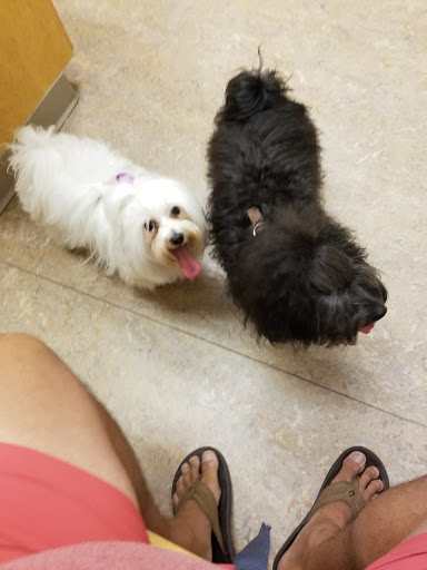 Adobe Animal Hospital image