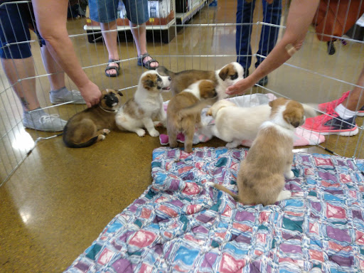 Pet Supply Store «Petco Animal Supplies», reviews and photos, 3320 Stockton Hill Rd, Kingman, AZ 86409, USA