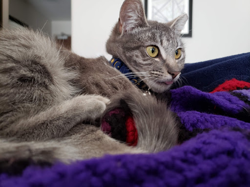 Pet Supply Store «PetSmart», reviews and photos, 1125 Hover St, Longmont, CO 80501, USA