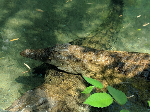 Transit Stop «Dallas Zoo Station», reviews and photos, 614 S. Ewing Avenue, Dallas, TX 75203, USA