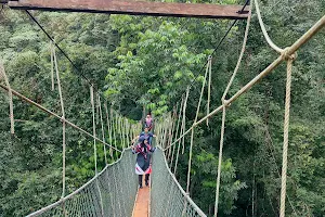 Taman Negara National Park image