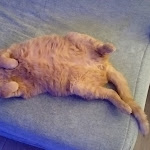 Photo n° 1 de l'avis de m. fait le 05/01/2023 à 19:52 pour Clinique vétérinaire Univet des Tourelles à Bois-Colombes