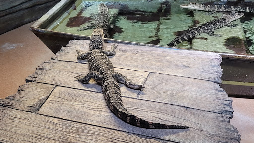 Aquarium «Georgia Aquarium», reviews and photos, 225 Baker St NW, Atlanta, GA 30313, USA