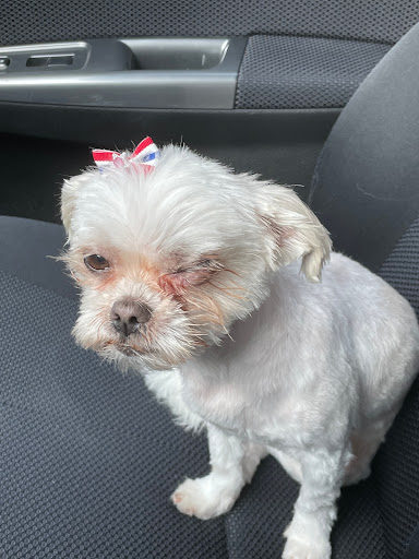 Pet Supply Store «Petco Animal Supplies», reviews and photos, 26209 104th Ave SE, Kent, WA 98030, USA