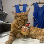 Photo n° 1 de l'avis de Chatterie.e fait le 16/03/2023 à 08:53 pour CLINIQUE VETERINAIRE DE CONFLANS. à Conflans-Sainte-Honorine