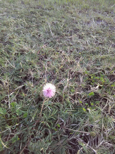 Park «Harlingen Thicket», reviews and photos, 311 E Tyler Ave, Harlingen, TX 78550, USA