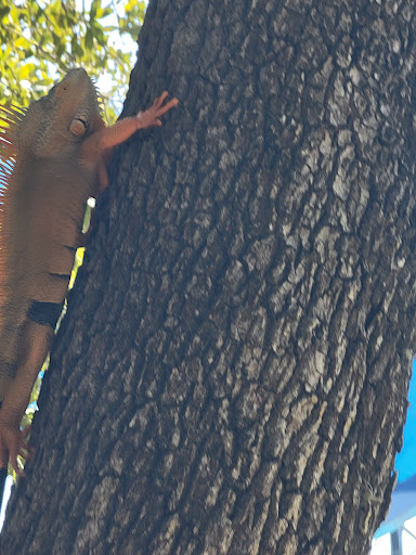 Park «A.D. (Doug) Barnes Park», reviews and photos, 3401 SW 72nd Ave, Miami, FL 33155, USA