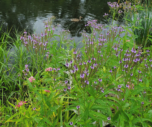 Golf Club «Columbia Golf Club», reviews and photos, 3300 Central Ave NE, Minneapolis, MN 55418, USA